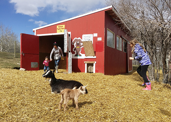 Spring Babies at Butterfield Acres Farm Calgary