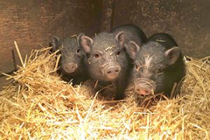 Butterfield Acres Parties and Events