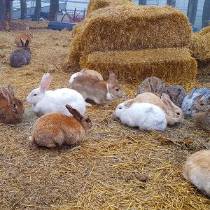 Butterfield Acres Rabbits