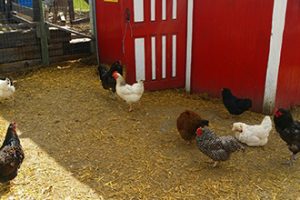 Farm Animals for Birthday Parties and Events