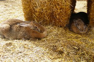 Farm Animals for Birthday Partys and Events