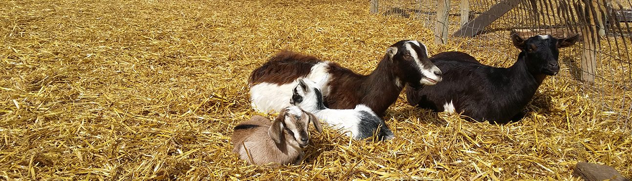 Baby Goats | Butterfield Acres Farm Calgary