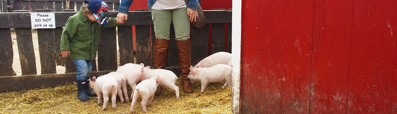 Baby Piglets | Butterfield Acres Farm Calgary
