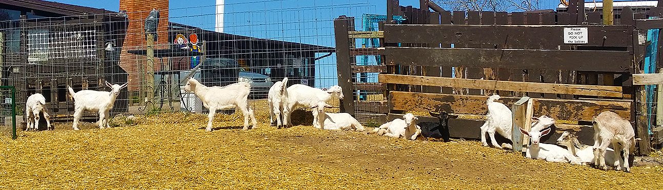 Butterfield Acres Calgary Goats