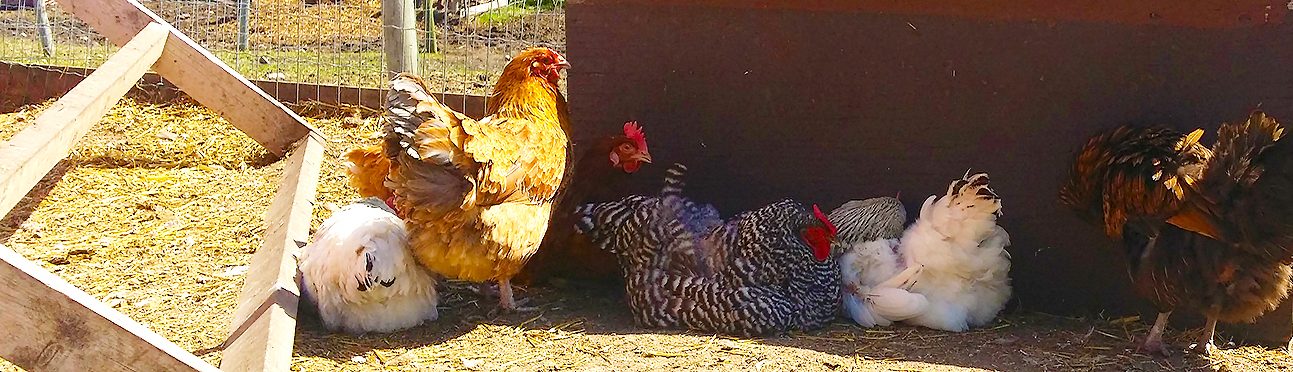 Butterfield Acres Chickens