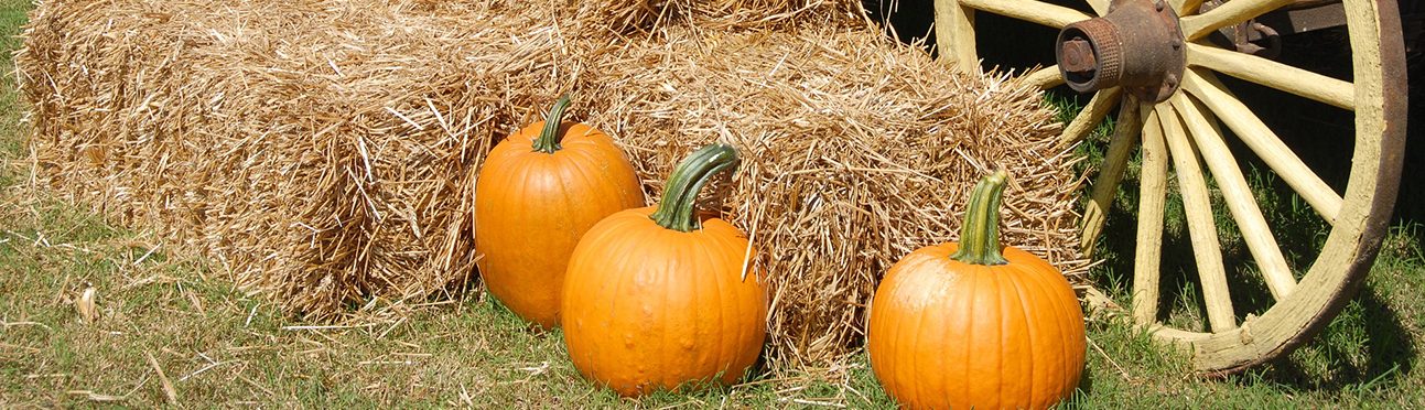 Calgary Pumpkin Hunt | Butterfield Acres Farm