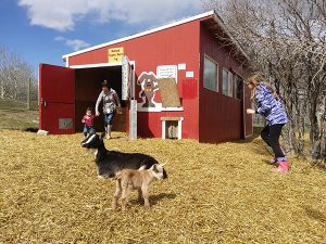 Spring Babies at Butterfield Acres Farm Calgary