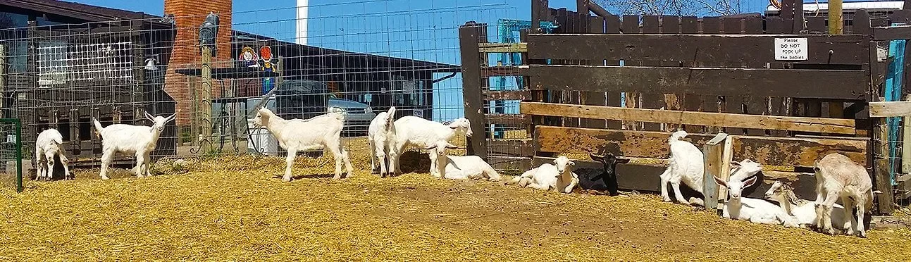 Butterfield Acres Calgary Goats