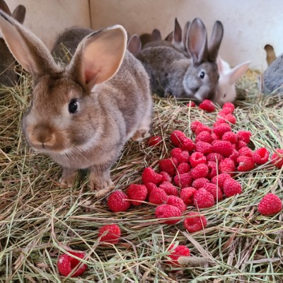 bunnies eating red raspberries