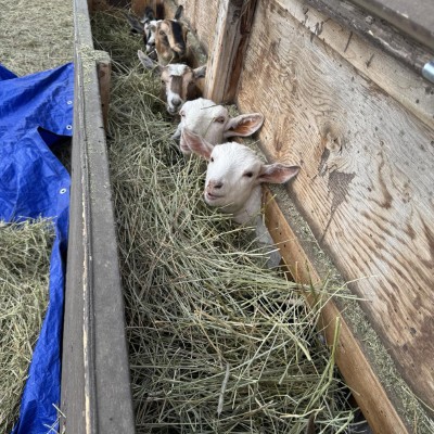goats eating hay in the trough