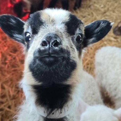 cute black and white goat