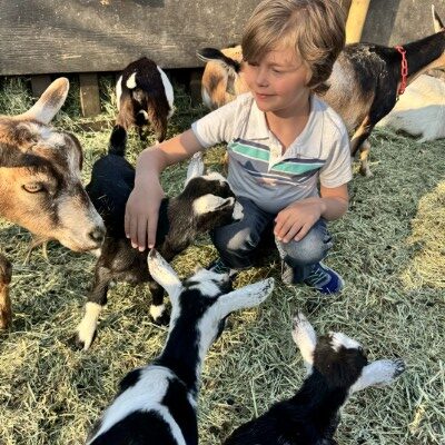 child kneeling with baby goats