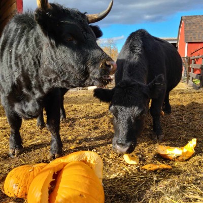 cows eating pumpkins