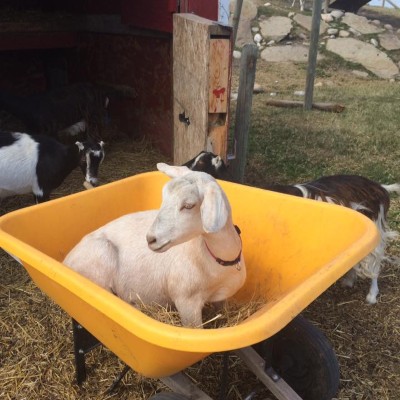 goat in a yellow wheelbarrow