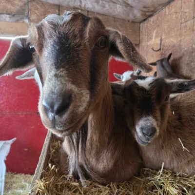 brown goat with baby goat