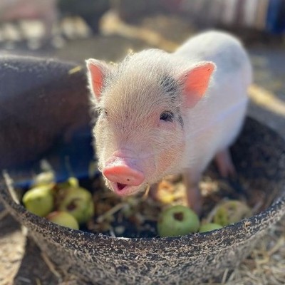pink piglet in a tub of apples