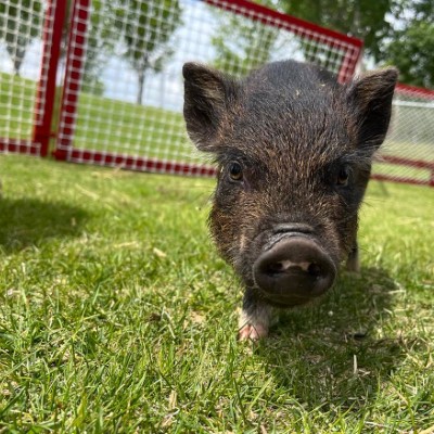 black piglet in the grass pen