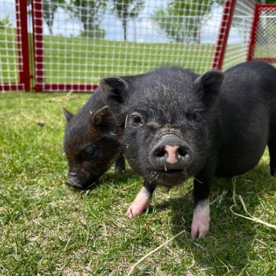 black piglet