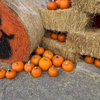 kitty hiding in the pumpkin hay bales