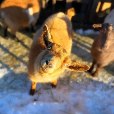 cute goat looking up at camera