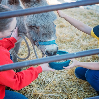 donkey