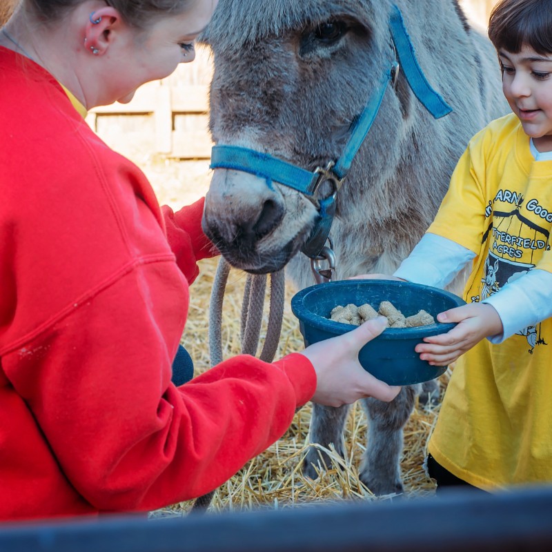 feeding the donkey