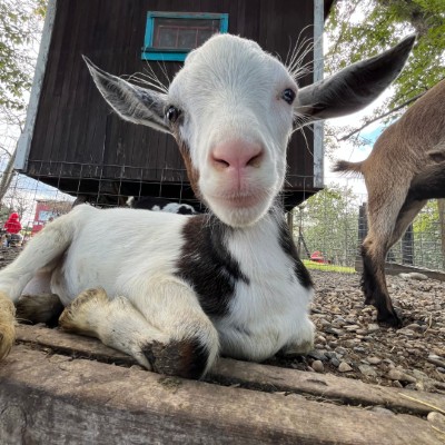 goat laying down