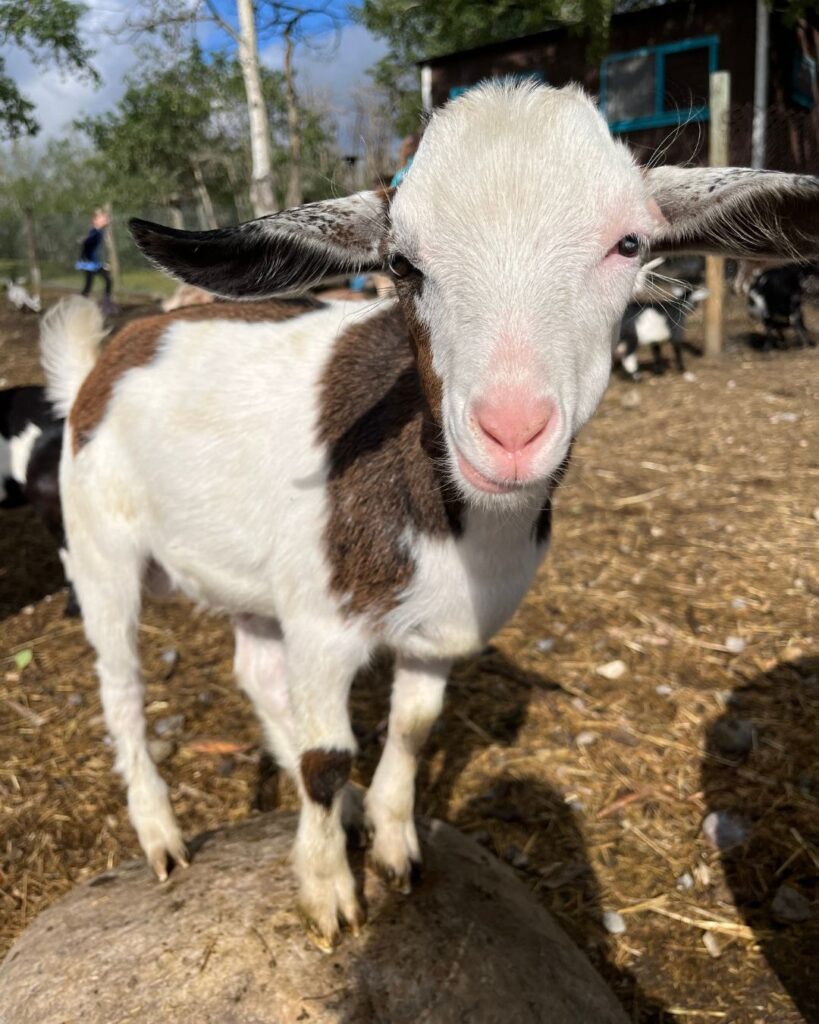 floppy eared goat
