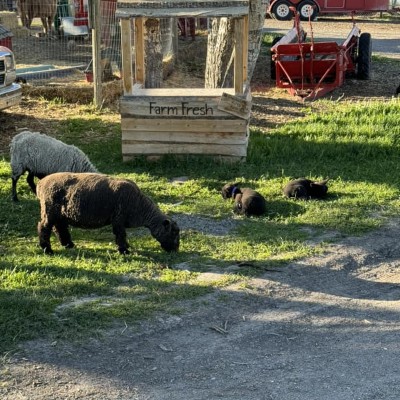 mama sheep eating while baby lambs snooze