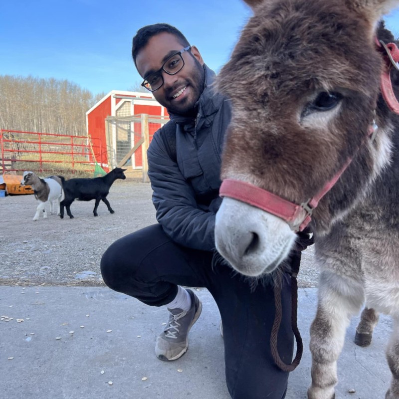 mini donkey