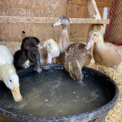 ducks drinking from water pail