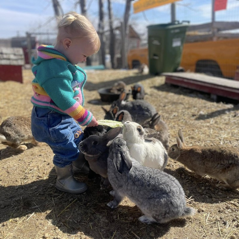 toddler with bunnies